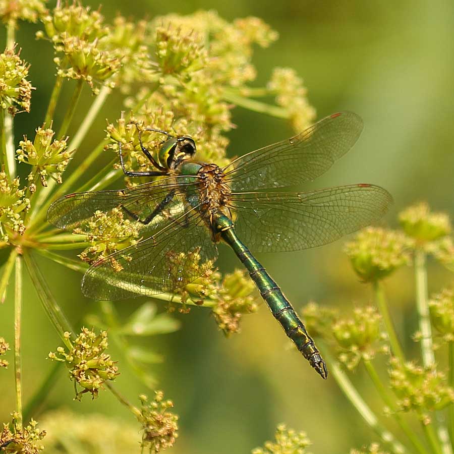 Somatochlora_metallica